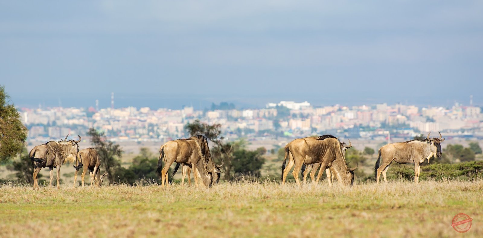 Lukenya Wildlife Estate