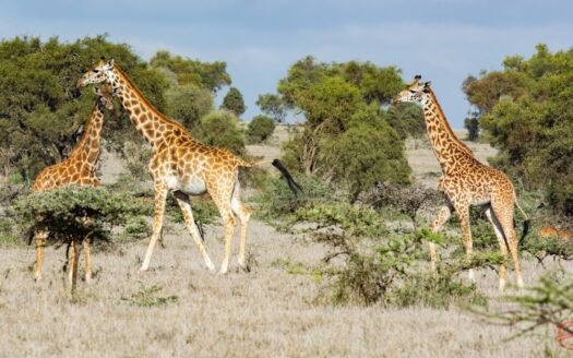 Lukenya Wildlife Estate BUSH LIVING AT ITS BEST Prime Land For Sale 1/2 Acre From Ksh. 10.7m